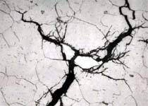 Stress Corrosion Cracking of an Alloy 825 Bellows in a Steam Main Stress Corrosion Cracking of an Alloy 825 Bellows in a Steam Main